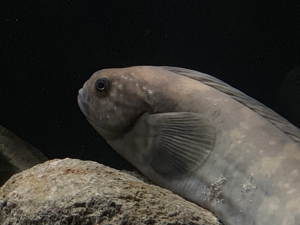 「ふくしまの海~大陸棚への道~」にいるボウズギンポ/アクアマリンふくしま(福島県/いわき市)
