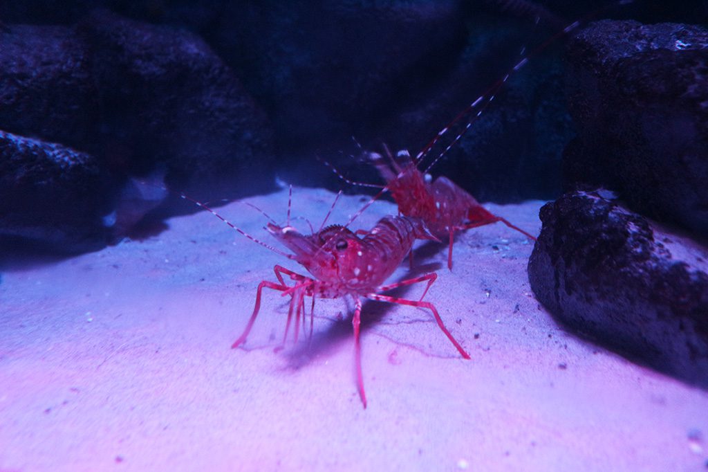モロトゲアカエビ/上越市立水族博物館 うみがたり(新潟県/上越市)