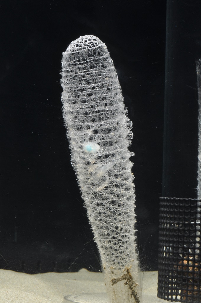 カイロウドウケツ/名古屋港水族館(愛知県/名古屋市)