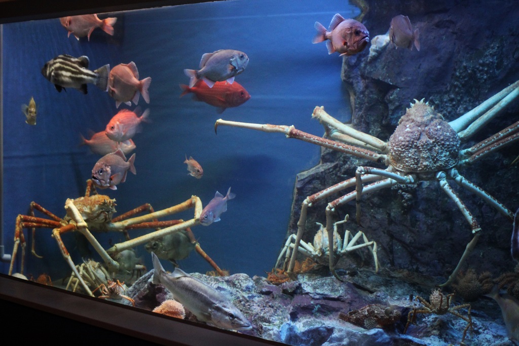 「深海コーナー」のタカアシガニなど展示の様子/蒲郡市竹島水族館(愛知県/蒲郡市)