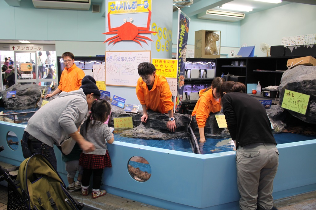 タッチプール「さわりんぷーる」の様子/蒲郡市竹島水族館(愛知県/蒲郡市