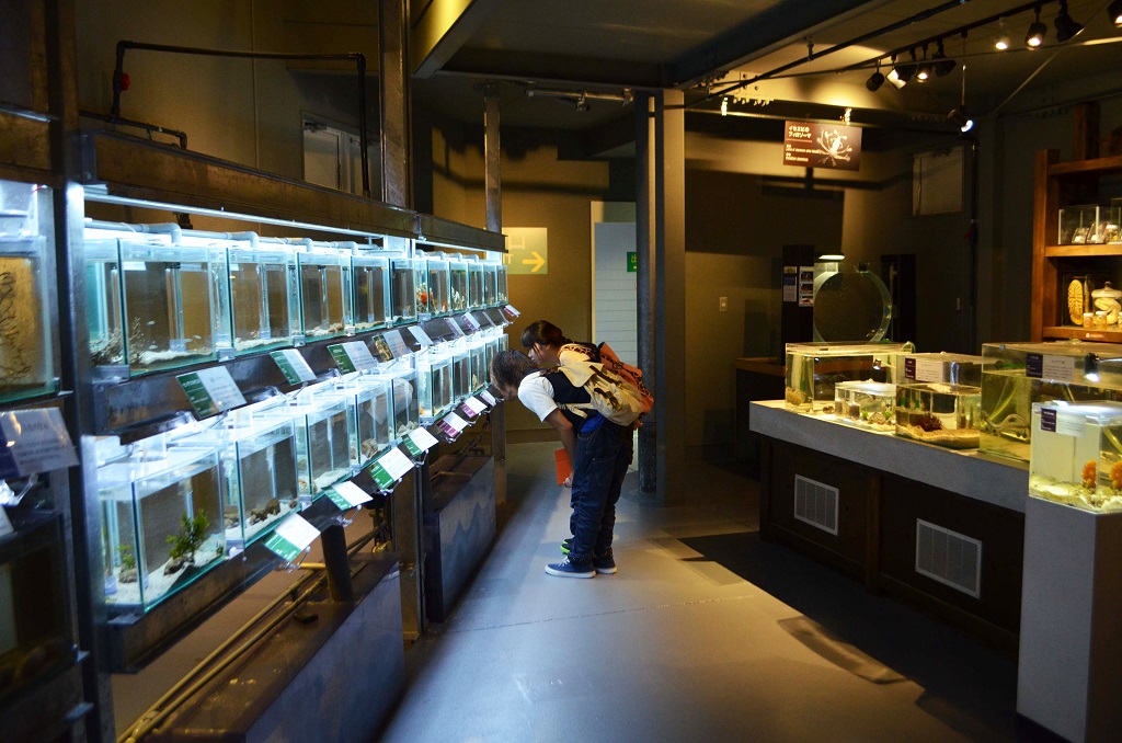 「へんな生きもの研究所」館内の様子/鳥羽水族館(三重県/鳥羽市)