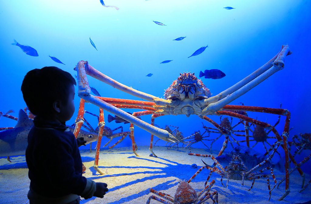 「日本・伊勢志摩の海」エリアにいるタカアシガニ/鳥羽水族館(三重県/鳥羽市)