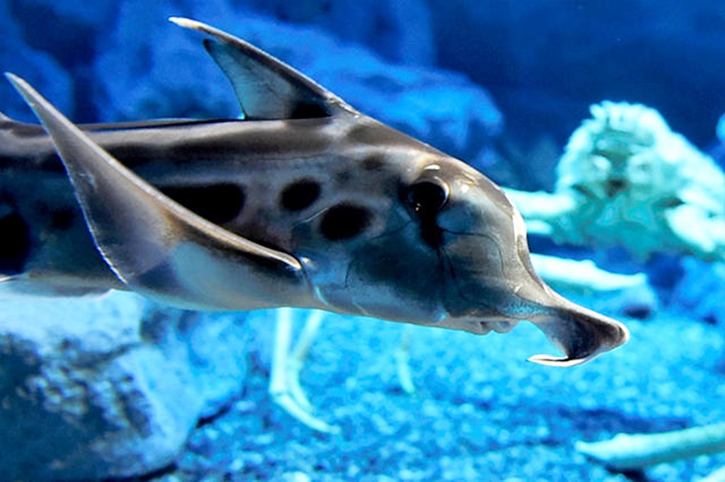 ゾウギンザメ/海遊館(大阪府/大阪市)