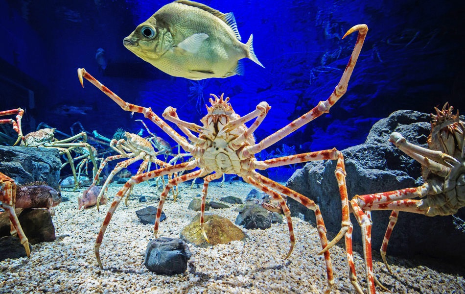 タカアシガニ/海遊館(大阪府/大阪市)