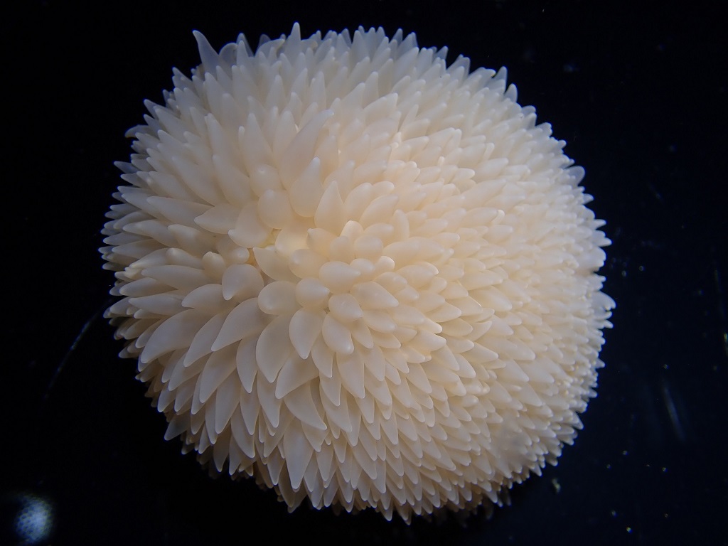 ダーリアイソギンチャク/マリンワールド海の中道(福岡県/福岡市)