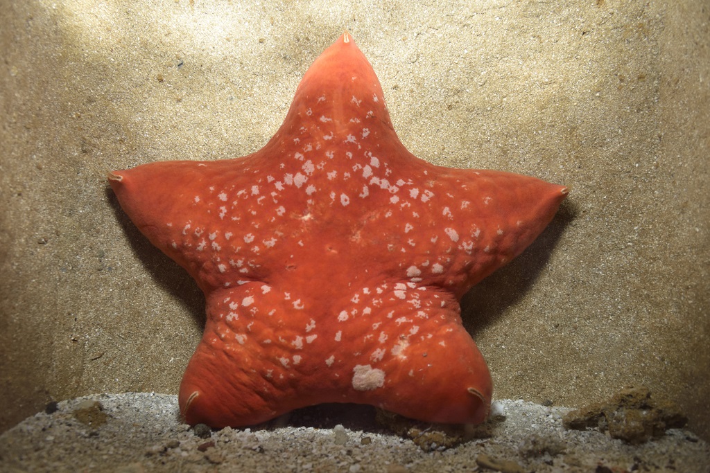 リュウグウサクラヒトデ/沖縄美ら海水族館(沖縄県/本部町)