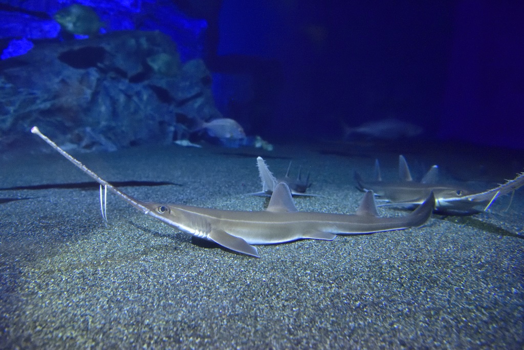 ノコギリザメ/沖縄美ら海水族館(沖縄県/本部町)
