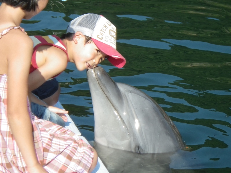 イルカの餌やり、握手やキスもできる/淡路じゃのひれ・ドルフィンファーム(兵庫県/南あわじ市)