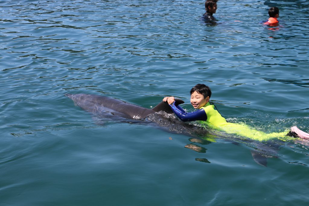 イルカの背びれにつかまって泳ぐ体験/ドルフィン・ベェイス (和歌山県/太地町)