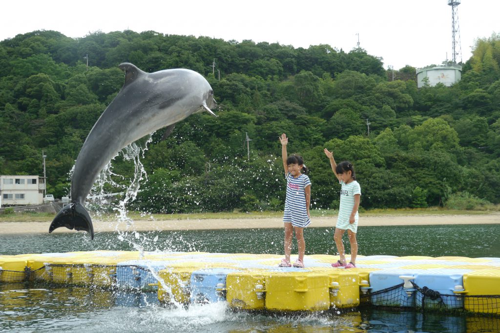 トレーナー体験/日本ドルフィンセンター(香川県/さぬき市)