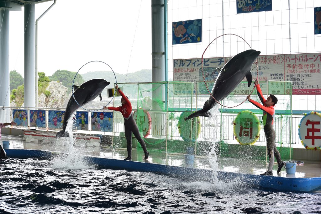 大迫力のイルカショー/志布志湾海の駅 海鮮市場&イルカランド(宮崎県/串間市)