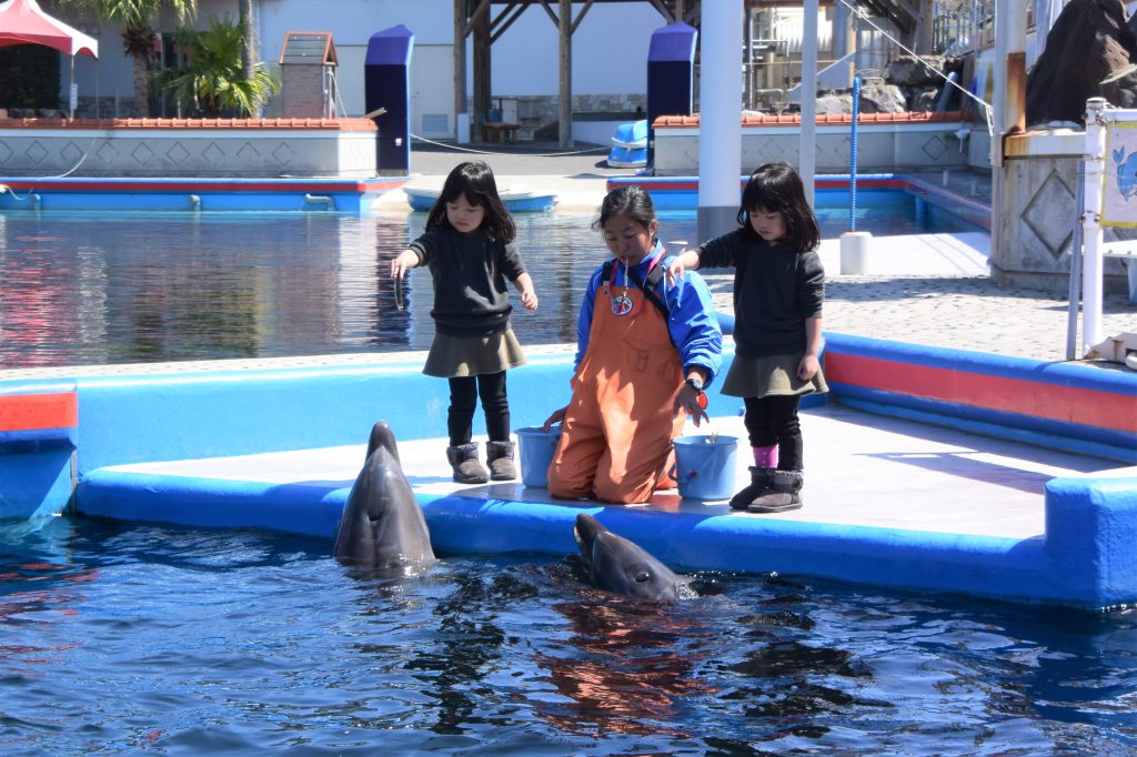 イルカのエサやり体験/志布志湾海の駅 海鮮市場&イルカランド(宮崎県/串間市)