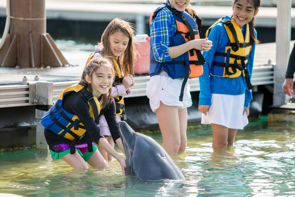 イルカとのふれあい体験/もとぶ元気村(沖縄県/本部町)