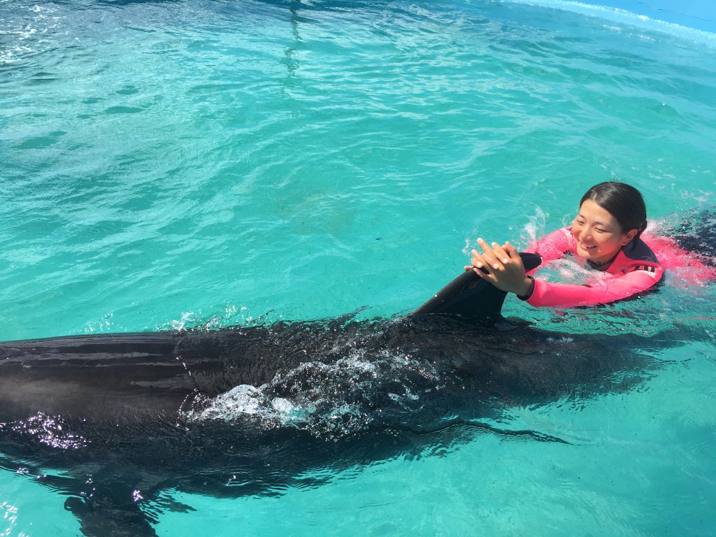 ドルフィンスイムの背びれにつかまって泳ぐ様子/ドルフィンリゾート(和歌山県/太地町)