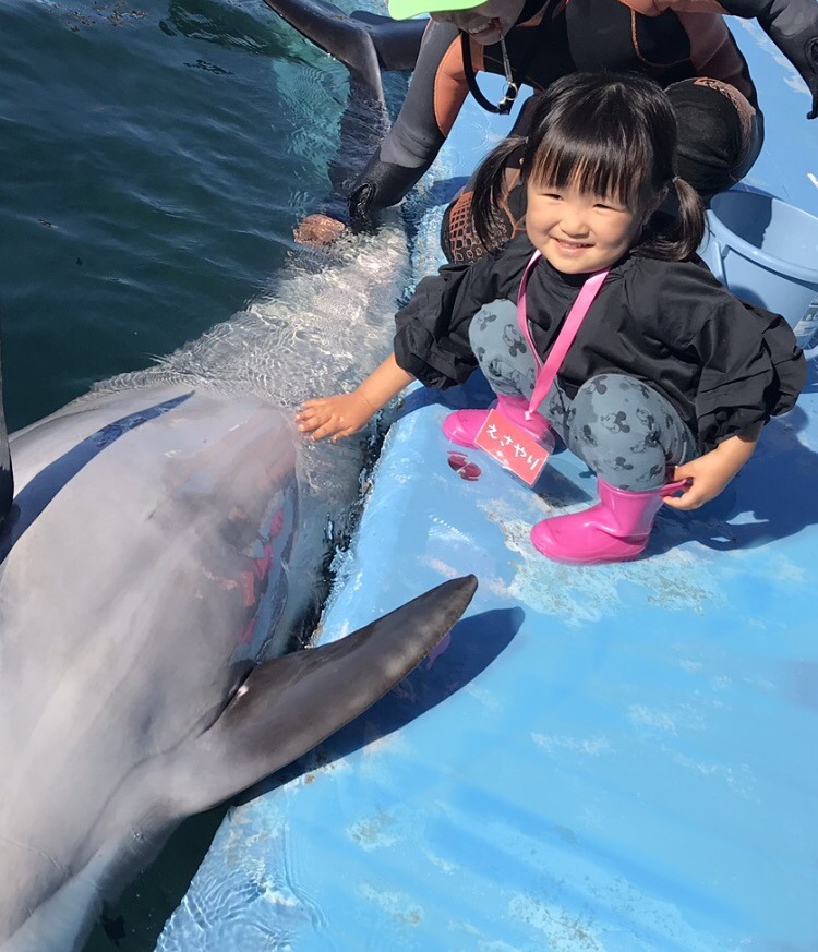 えさやり体験のイルカにタッチの様子/ドルフィンリゾート(和歌山県/太地町)