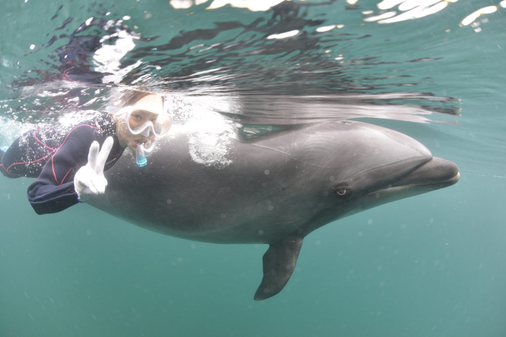 イルカと同じ目線で遊べるドルフィンスイムコース/ドルフィンファンタジー伊東(静岡県/伊東市)