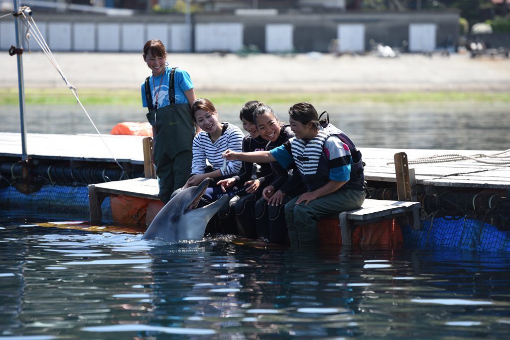 イルカへのエサあげコース/ドルフィンファンタジー伊東(静岡県/伊東市)