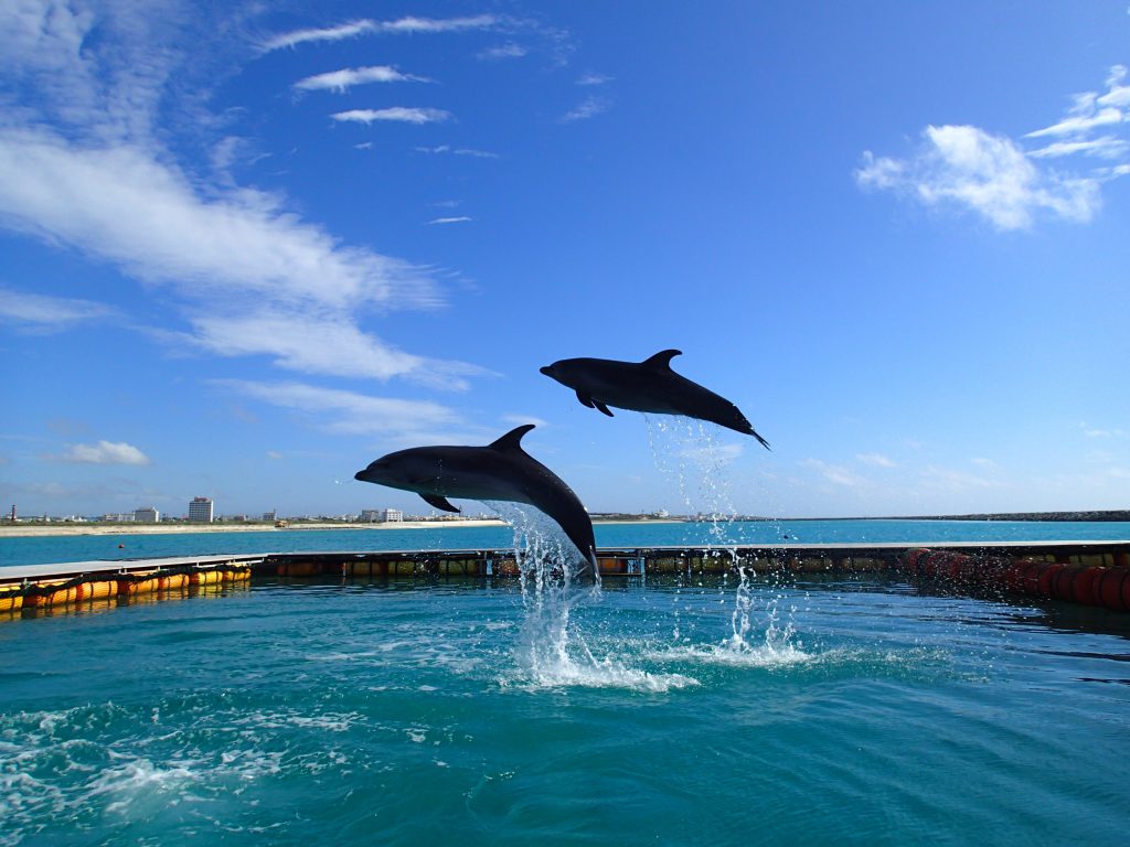 イルカのジャンプ/ドルフィンファンタジー石垣島(沖縄県/石垣市)