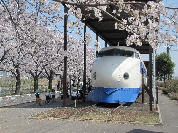 0系新幹線の車両展示と桜／新幹線公園（大阪府／摂津市）