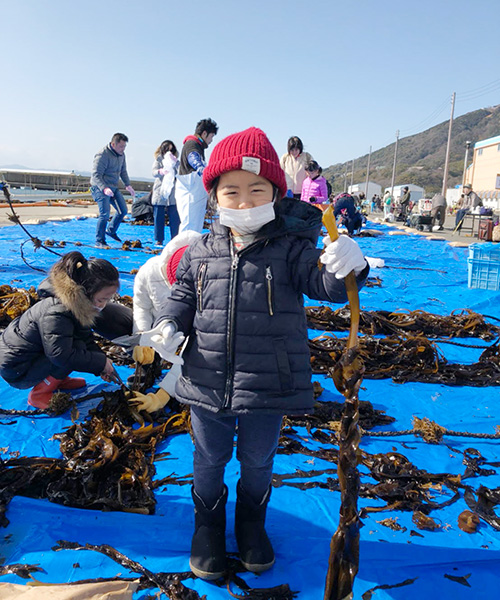 早採りワカメオーナー制度／須磨海水浴場（兵庫県／神戸市須磨区）