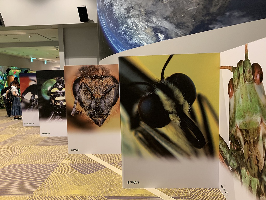 「昆虫キメ顔コンテスト」／変身！昆虫スゴわざ展2019