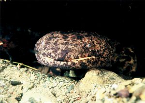 オオサンショウウオが人気！「京都水族館」は水が豊かな京都がテーマ