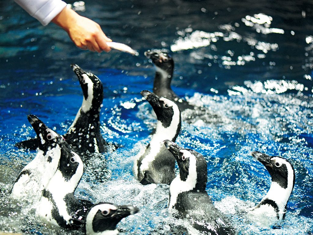 飼育スタッフがペンギンの名前を呼びながらごはんをあげる食事シーン/京都水族館(京都府/京都市)