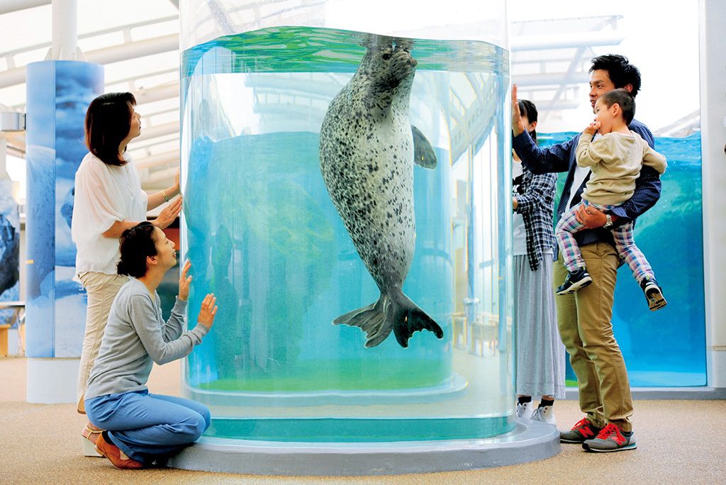円柱型水槽を上下に行き来するゴマフアザラシ/京都水族館(京都府/京都市)