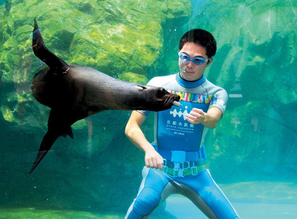 ミナミアメリカオットセイに水中でごはんをあげるようす/京都水族館(京都府/京都市)