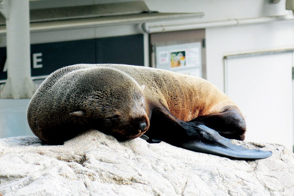 気持ちよさそうに眠るオットセイ/京都水族館(京都府/京都市)