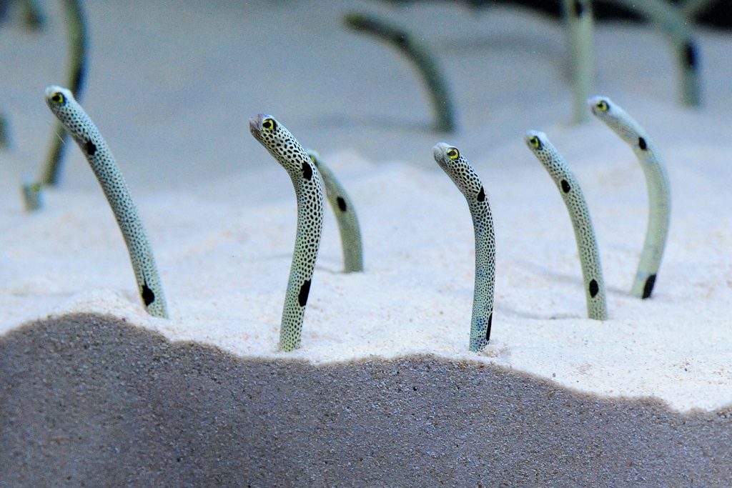 不思議な動きのチンアナゴ/京都水族館(京都府/京都市)