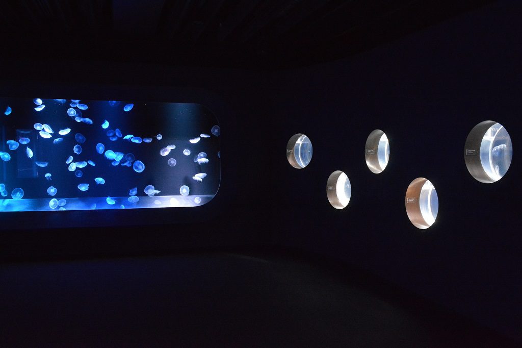 照明に照らされゆらゆらと漂うクラゲ/京都水族館(京都府/京都市)