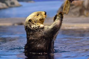 ラッコの給餌タイムは必見！「新潟市水族館マリンピア日本海」で海中散歩