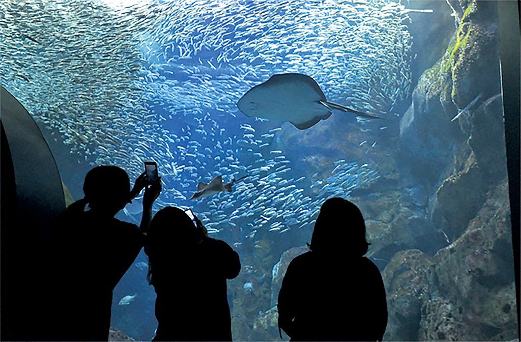 マリントンネルから見上げる日本海大水槽は幻想的／新潟市水族館マリンピア日本海（新潟県／新潟市）