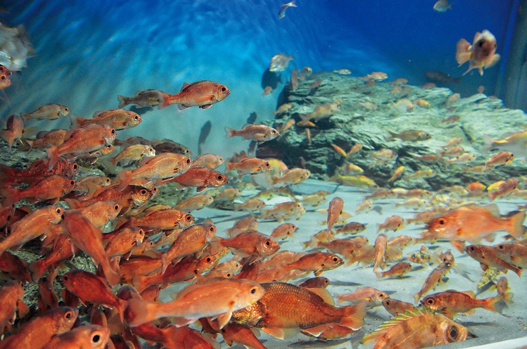 アカムツ（ノドグロ）水槽は赤が鮮やか／新潟市水族館マリンピア日本海（新潟県／新潟市）
