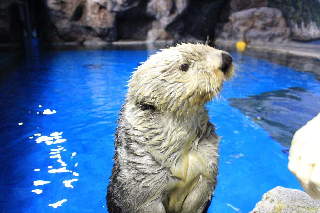 顔を出したかわいいラッコ／新潟市水族館マリンピア日本海（新潟県／新潟市）