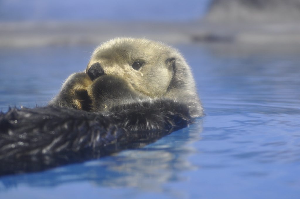 仰向けになって浮かぶラッコ／新潟市水族館マリンピア日本海（新潟県／新潟市）