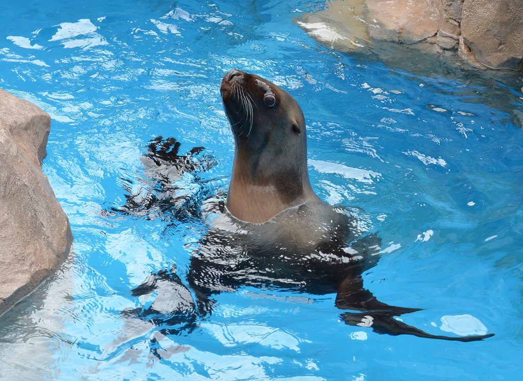 カリフォルニアアシカ／新潟市水族館マリンピア日本海（新潟県／新潟市）