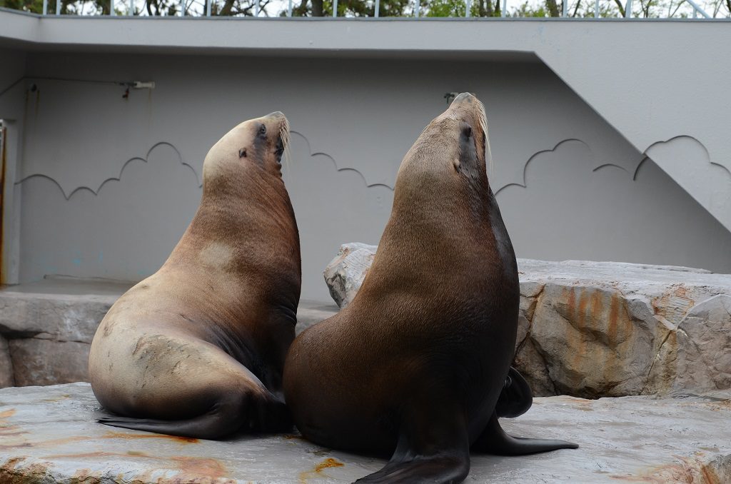 どっしりとしたトド／新潟市水族館マリンピア日本海（新潟県／新潟市）