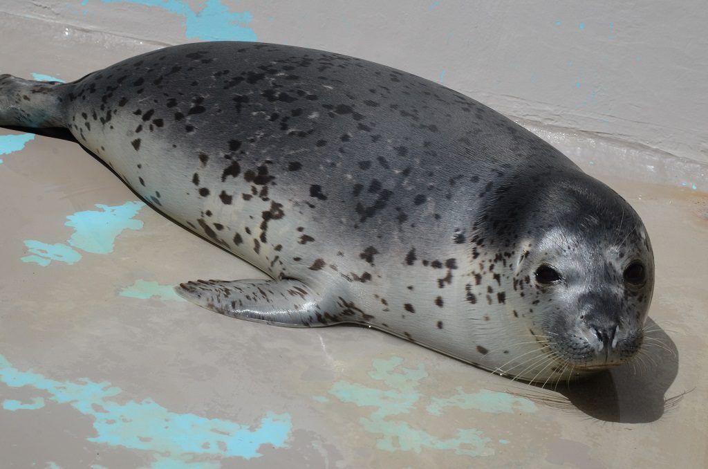 かわいいゴマフアザラシ／新潟市水族館マリンピア日本海（新潟県／新潟市）