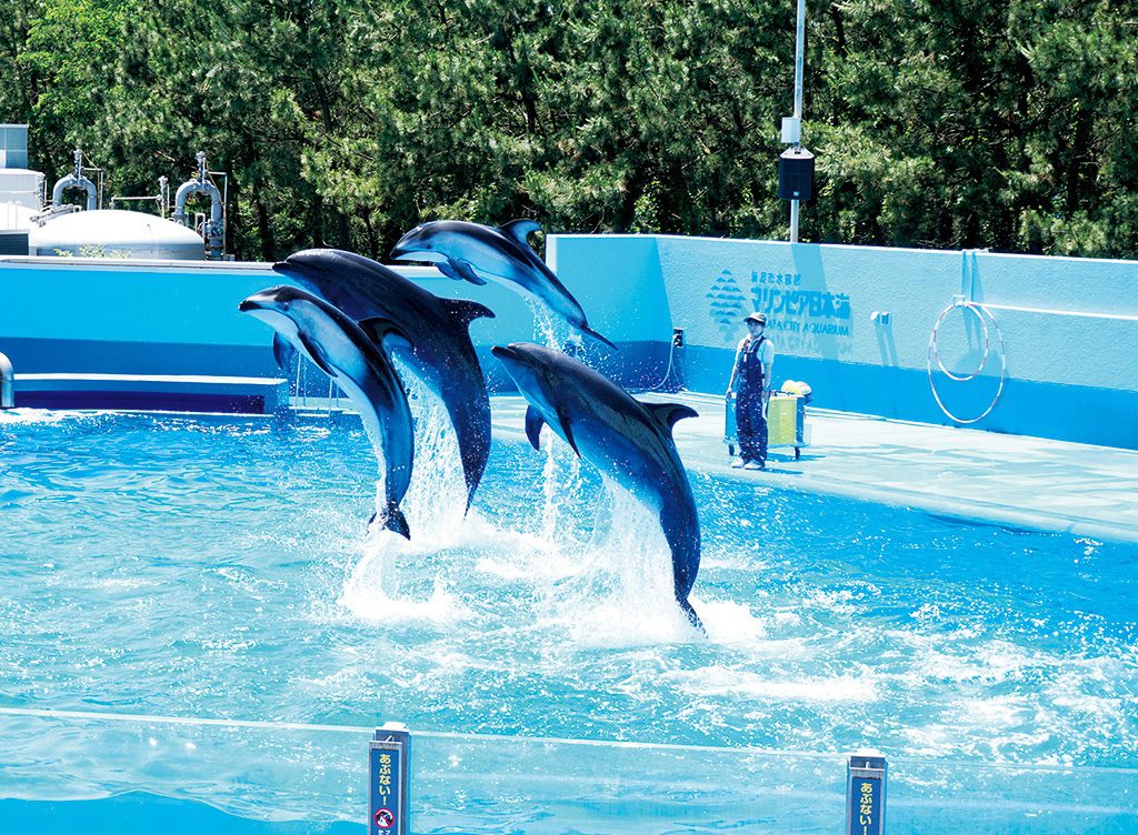 イルカのジャンプが迫力のイルカショー／新潟市水族館マリンピア日本海（新潟県／新潟市）