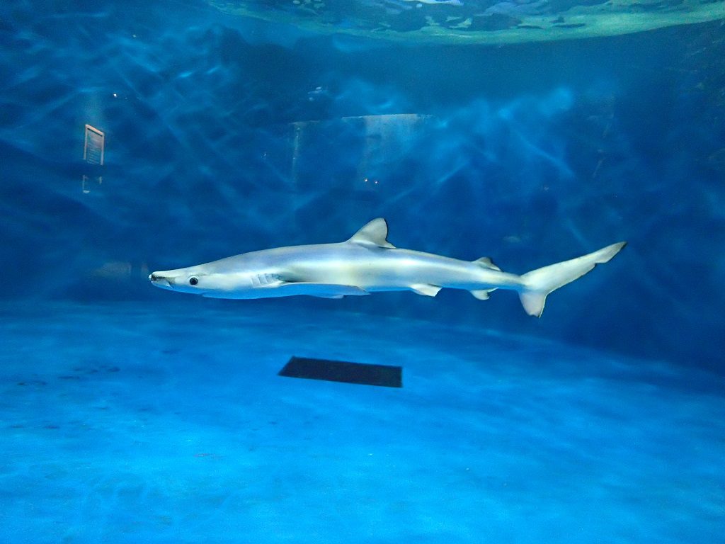 インディゴブルーの美しい背中が特徴のヨシキリザメ／仙台うみの杜水族館（宮城県／仙台市）