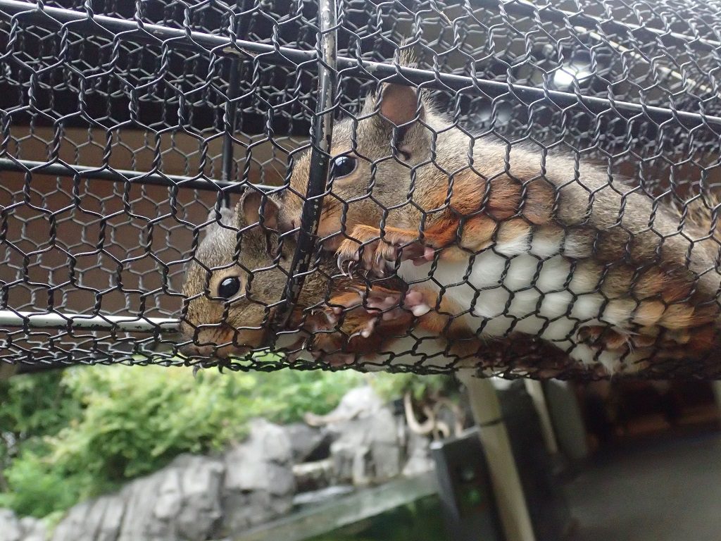 1階の山・里・川エリアで展示しているニホンリス／仙台うみの杜水族館（宮城県／仙台市）