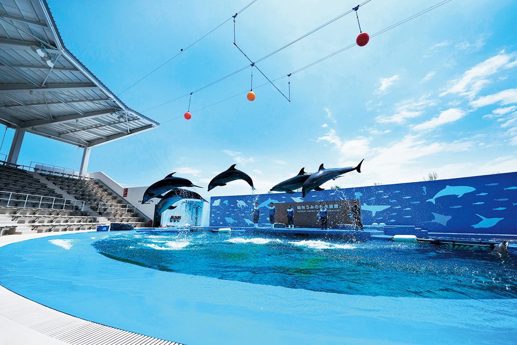 イルカやアシカのパフォーマンスが行われる「うみの杜スタジアム」／仙台うみの杜水族館（宮城県／仙台市）