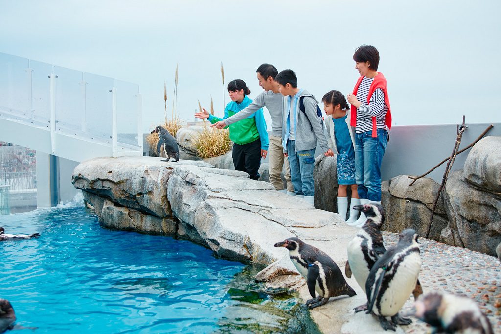 ペンギンやカワウソなどとふれあえる体験プログラム／仙台うみの杜水族館（宮城県／仙台市）