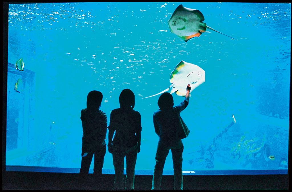 日本一標高が高い海水の水族館／箱根園水族館（神奈川県／箱根町）