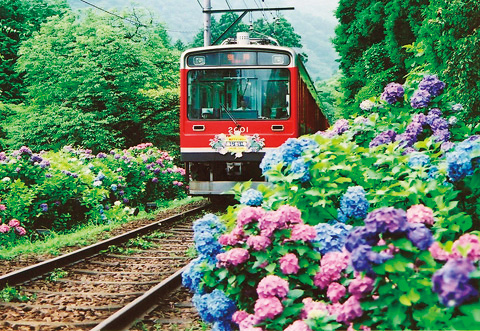 四季折々の景色を楽しめるスイッチバック方式の山岳鉄道／箱根登山電車（神奈川県／箱根町）