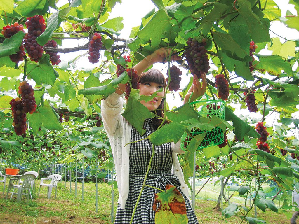 ぶどうの収穫体験／みとろ観光果樹園（兵庫県／加古川市）