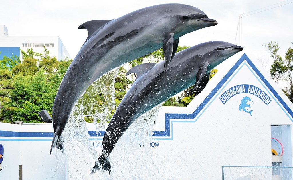 関東のイルカショー＆パフォーマンスがあるおすすめ水族館7選 | るるぶKids